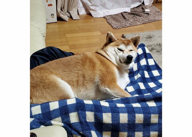 寝起きが人間すぎない？（提供：あおとはなさん）