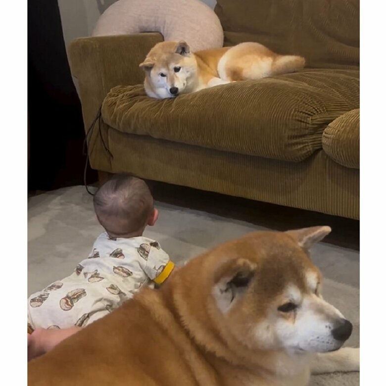 むくみちゃんは警戒していたそう　目があって困惑している？