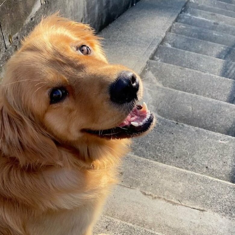 朝散歩　笑顔で振り向いてくれる