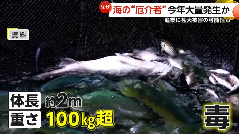 約20年前に大量発生したエチゼンクラゲ