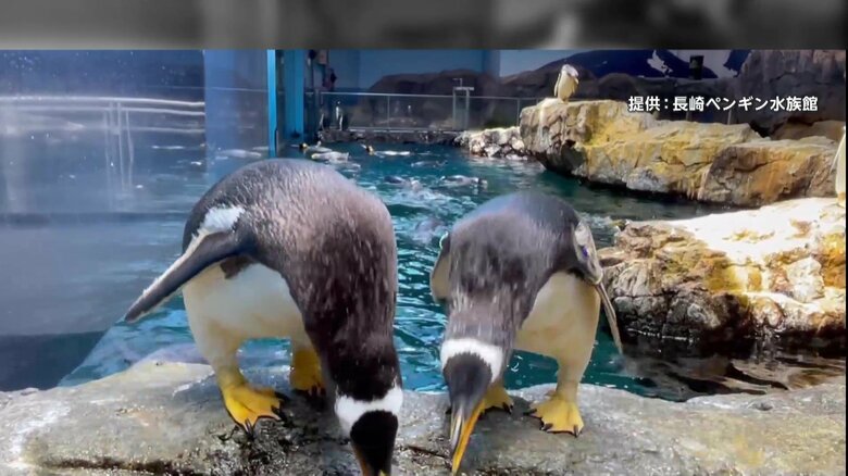 長崎ペンギン水族館で、ペンギンが“ペコリ”と礼儀正しくおじぎをする姿