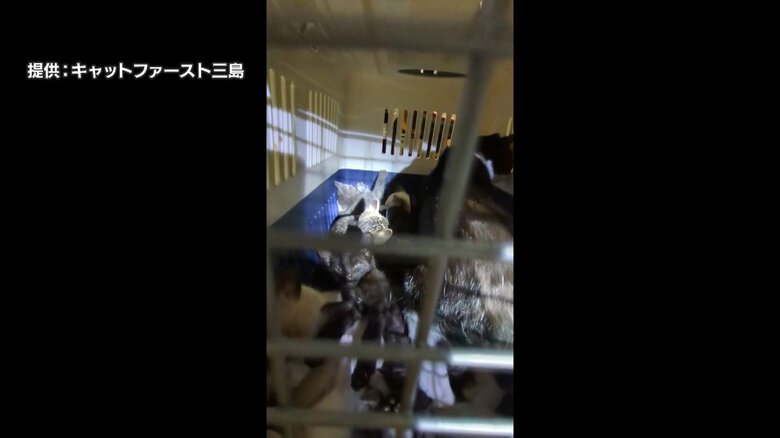 住宅前に捨てられていたネコ