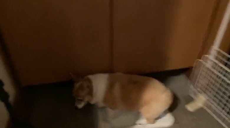 玄関にあるトイレへ到着