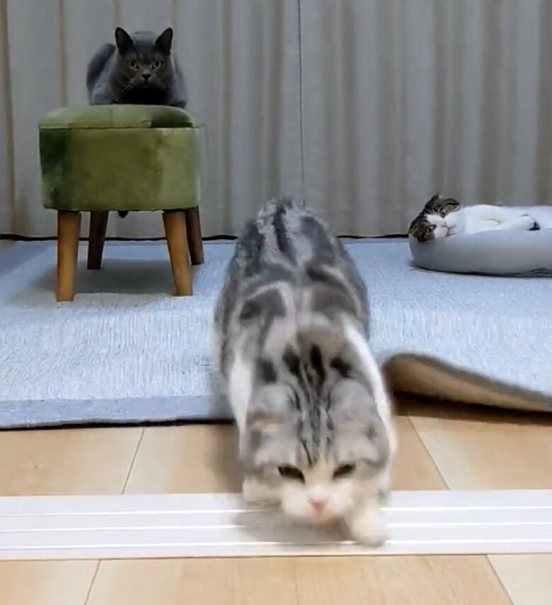 カーペットも少しめくれる勢い