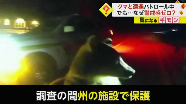 調査の間、州の施設で保護されたという子グマ