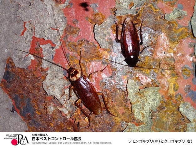 ワモンゴキブリ（左）とクロゴキブリ（日本ペストコントロール協会HPより）