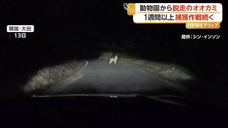 車のライトに照らされ道路を歩く、犬のような動物（13日、韓国・大田）