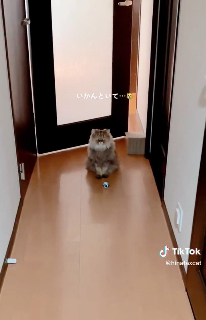 提供：ひなたさん