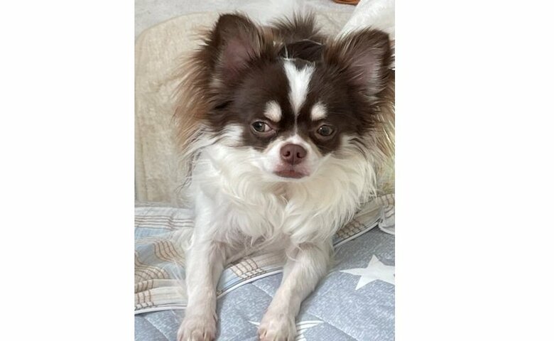 こちらは飼い主さんいわく「ポストがバズってしまい飼い主と目を合わせてくれなくなった」そると君