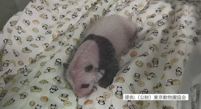 生まれて間もないシャンシャン　2017年7月2日