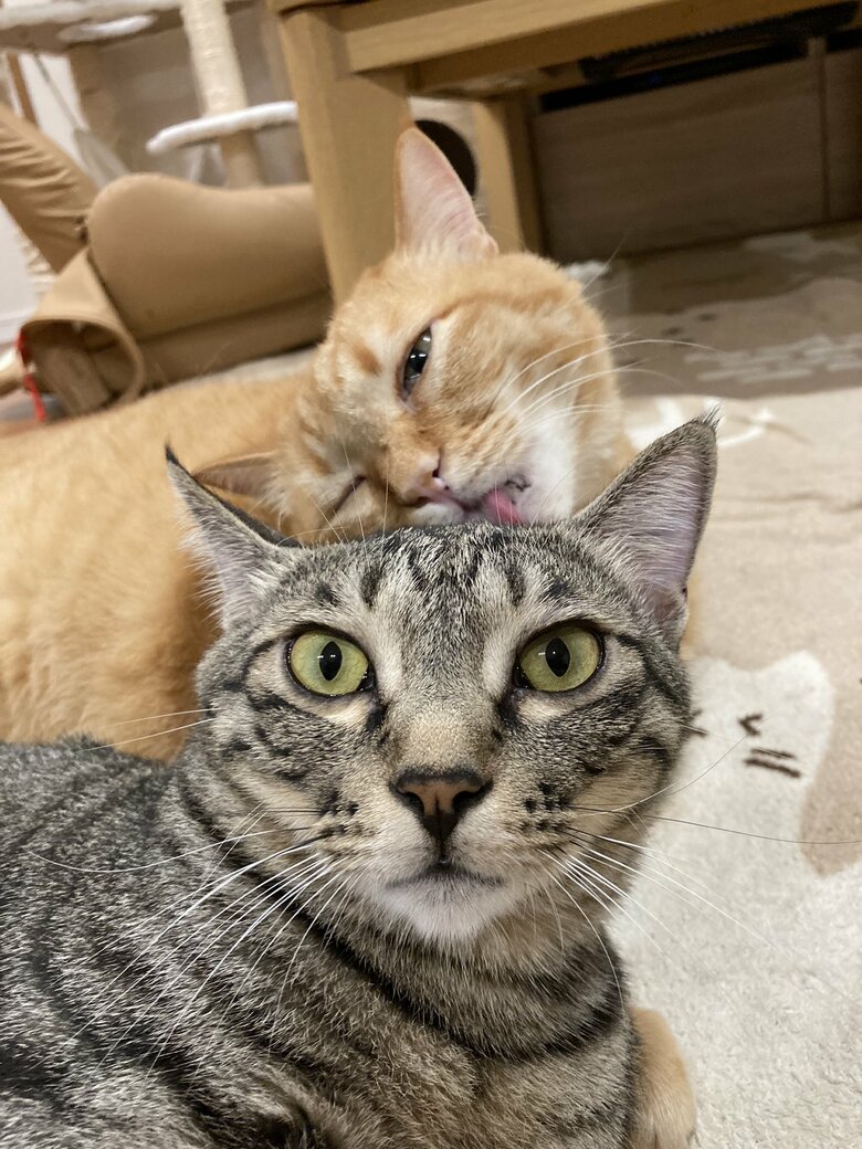 提供：かぎしっぽすず&つむぎさん