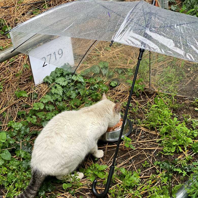 雨の日は傘をさしてたにゃの食事を見守っていた。（『歌舞伎町の野良猫「たにゃ」と僕』より）