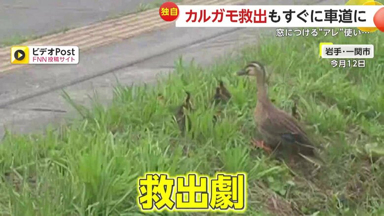 車道のすぐそばの側溝に落ちてしまった7匹のカルガモの赤ちゃんの救出劇