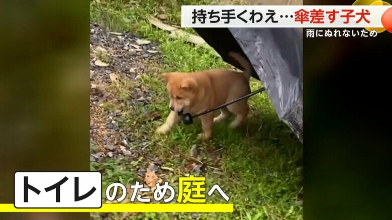 （スペクター・コミュニケーションズ）