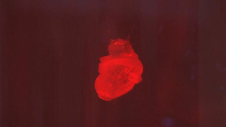 完成したiPS心臓モデル