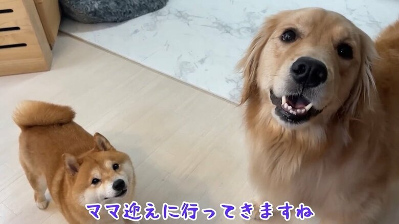 パパの話をちゃんと聞いている（提供：豆柴うに&ゴールデンレトリバーおからさん）