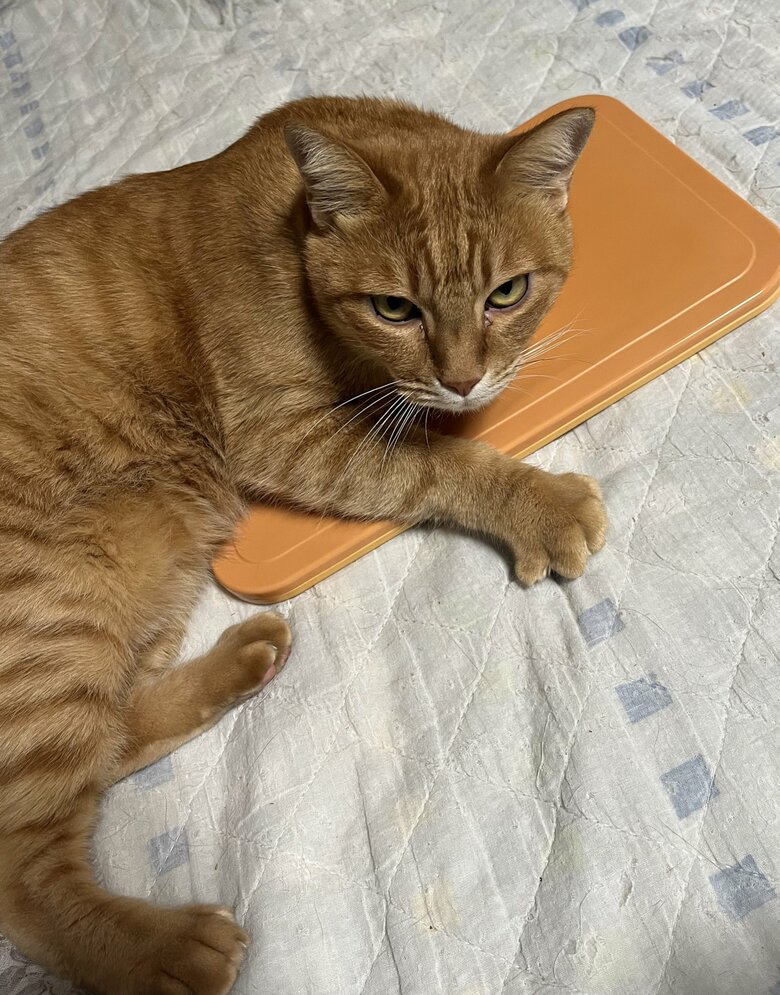 ときどき悪い顔になることも