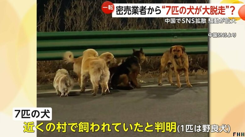 近くの村で飼われていた7匹の犬のほとんど