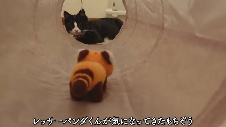 提供：もちぞう ですが。さん