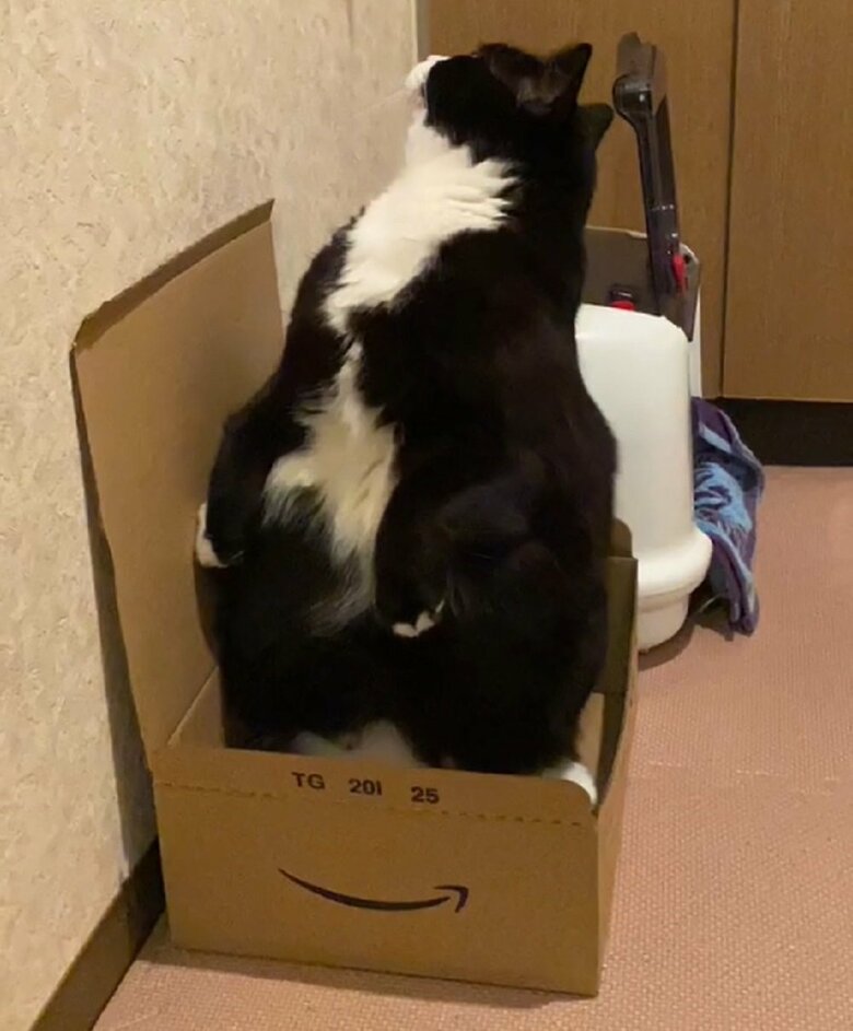 箱の中でも立ちます