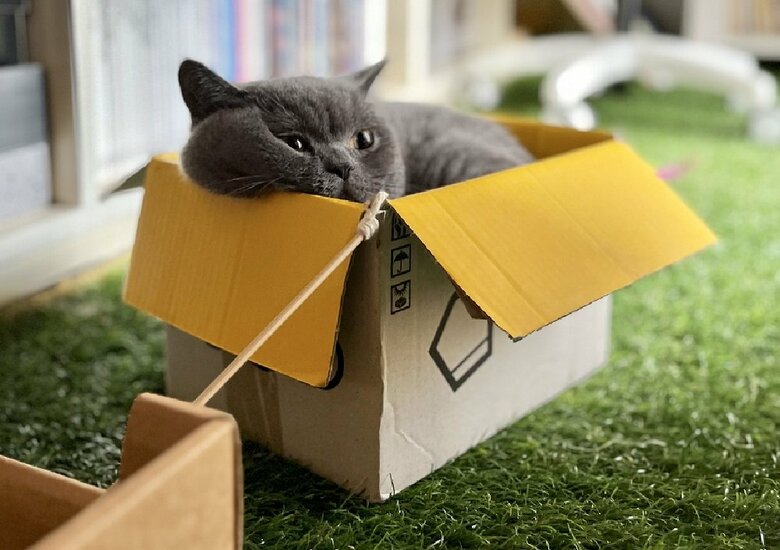 箱に入ってまったり