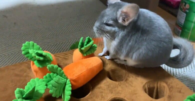 提供：金太郎の日常さん