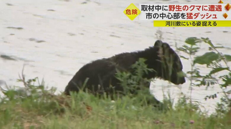 クマはいったん草の陰へ…