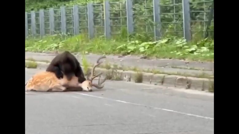 エゾシカに襲いかかるクマ（撮影：視聴者）