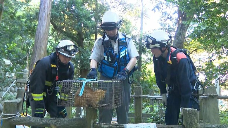 外傷はなく衰弱した様子も見られない