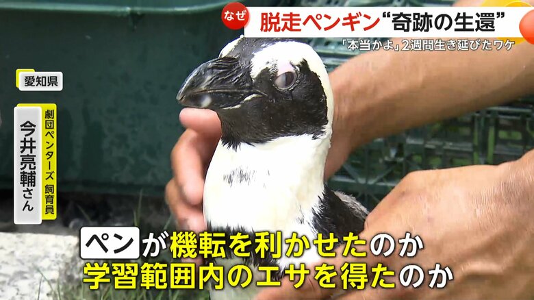 “温室育ち”の「ペン」