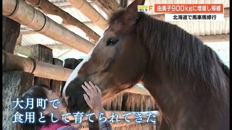 食用として育てられてきた「由美子」