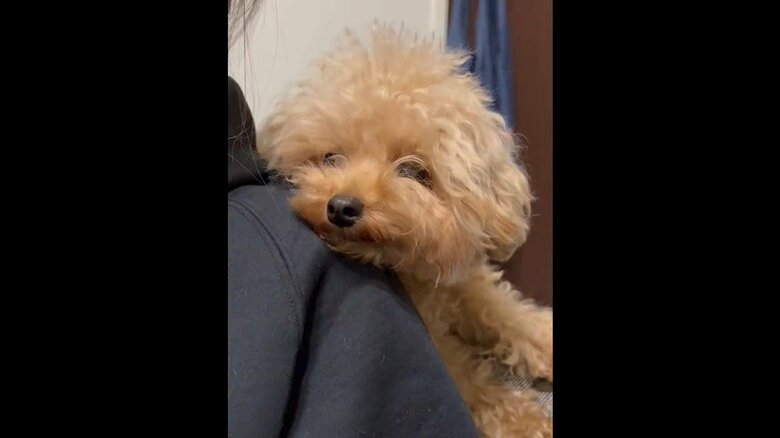 飼い主にべっどり