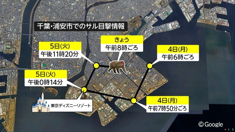 7日、ディズニーリゾート付近で、再び目撃されたサル