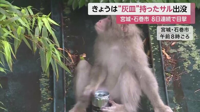 器用に足で缶を支え、手でポンポンと叩いている