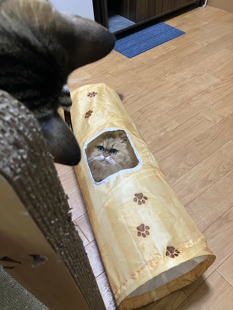 チヂミちゃんを見下ろすらてくん