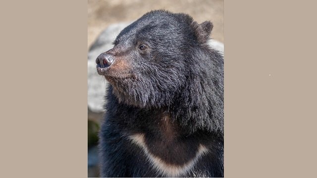 ツキノワグマ　（提供：「くまくま園」）