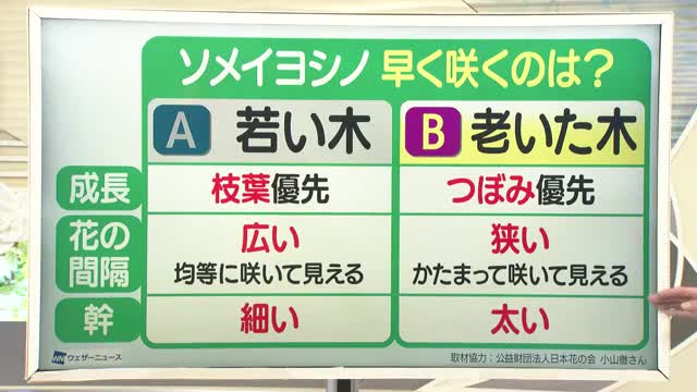 【天気／山形】早く咲くのは老いた木＆4日の詳しい天気　中村友祐気象予報士の天気予報(2)　