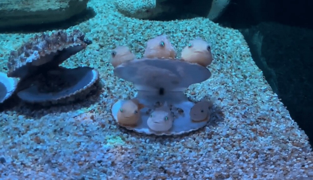 ステイホーム するフウセンウオがかわいい なぜ1つの貝殻に集合したの 水族館に聞いた