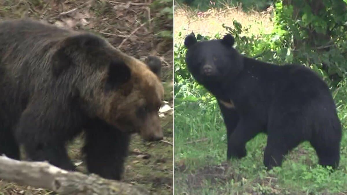 違いは？「ツキノワグマ」被害急増も「ヒグマ」も危険…過去には“OSO18