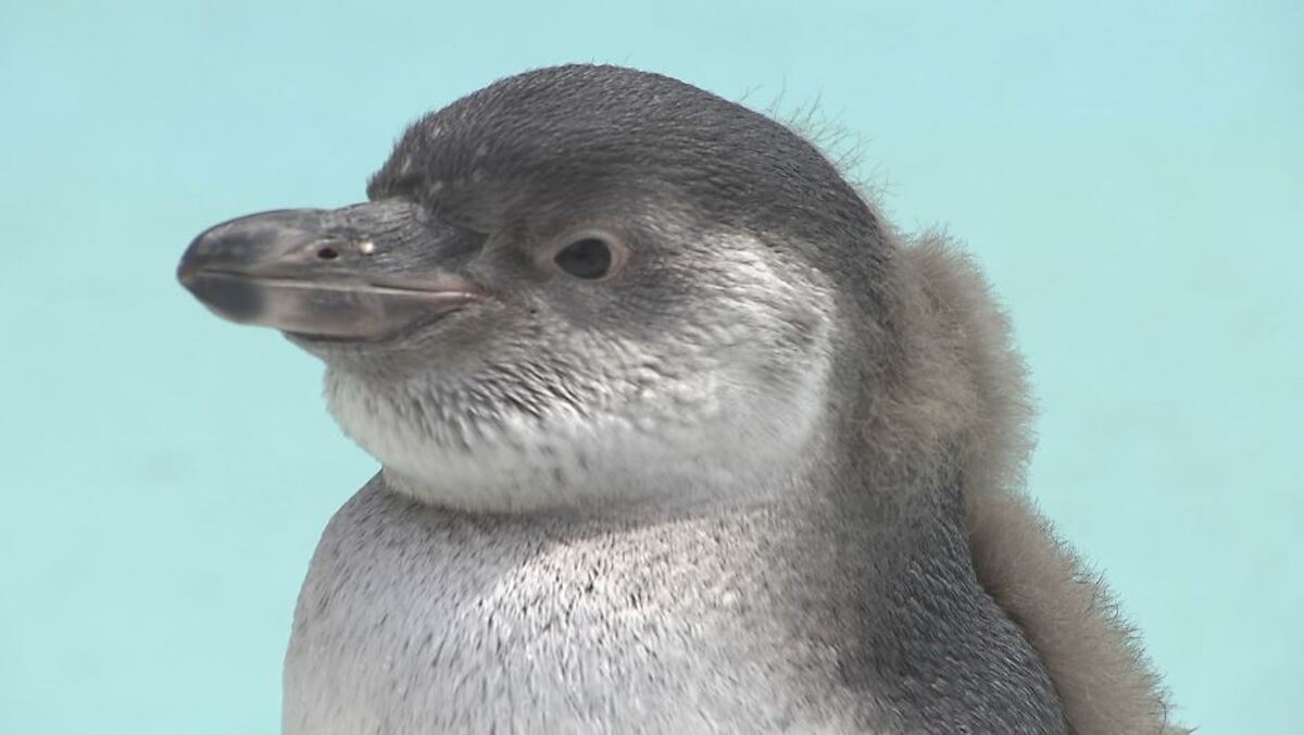 泳ぐの大好き！フンボルトペンギンのひな 親の愛情たっぷり すくすく
