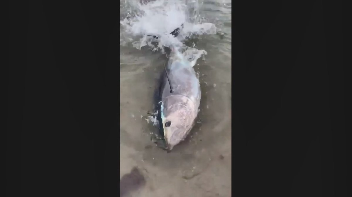 真夏の海水浴場に体長2メートルのマグロ出現 理由について専門家は