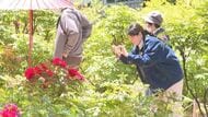 伊那市の遠照寺でボタンの花が見ごろ　“幻のそば”「芝平そば」復活へ