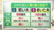 【天気／山形】早く咲くのは老いた木＆4日の詳しい天気　中村友祐気象予報士の天気予報(2)　