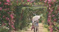 長野県中野市で「バラまつり」　850種類3000株　新品種も　6月14日まで