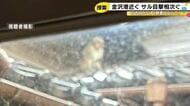 金沢港近くで目撃情報相次ぐ『サル』9日も朝から5カ所で次々と 民家の屋根の上や庭木などで過ごす様子も