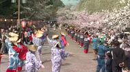 「日本のさくら名所１００選」の一つ　１０００本の桜が植えられた鶴山公園でさくらまつり開幕【岡山】