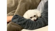 「愛犬と一緒に寝たい」床に布団を敷いて7カ月…初めて腕に入る瞬間が愛おしい！動画を見て知ったパパの反応を聞いた