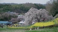 《ふくしま桜紀行2026》三春滝桜　樹齢1000年以上…圧巻の佇まいは今年も　国の天然記念物