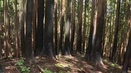 民有林再生に67億円　議会で見通し示す　山林火災で被災　岩手・大槌町