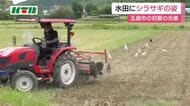 なぜ？シラサギがトラクターの後ろをついて回る　五島列島で田植え前の恒例風景